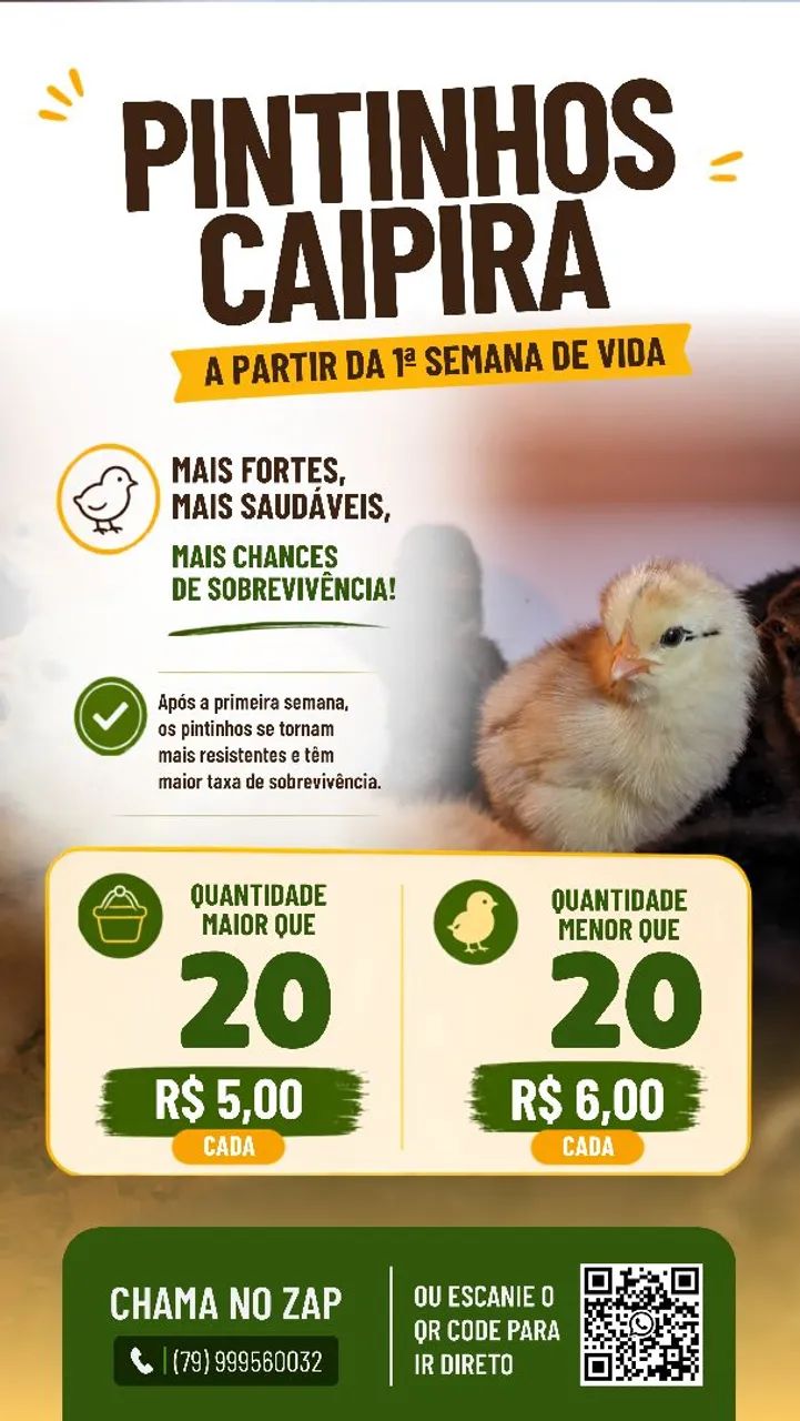 Pintinhos Caipiras