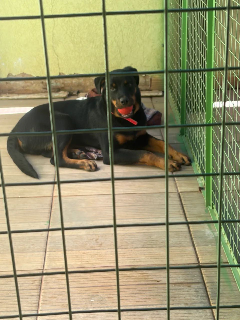Rottweiler macho - Foto 2
