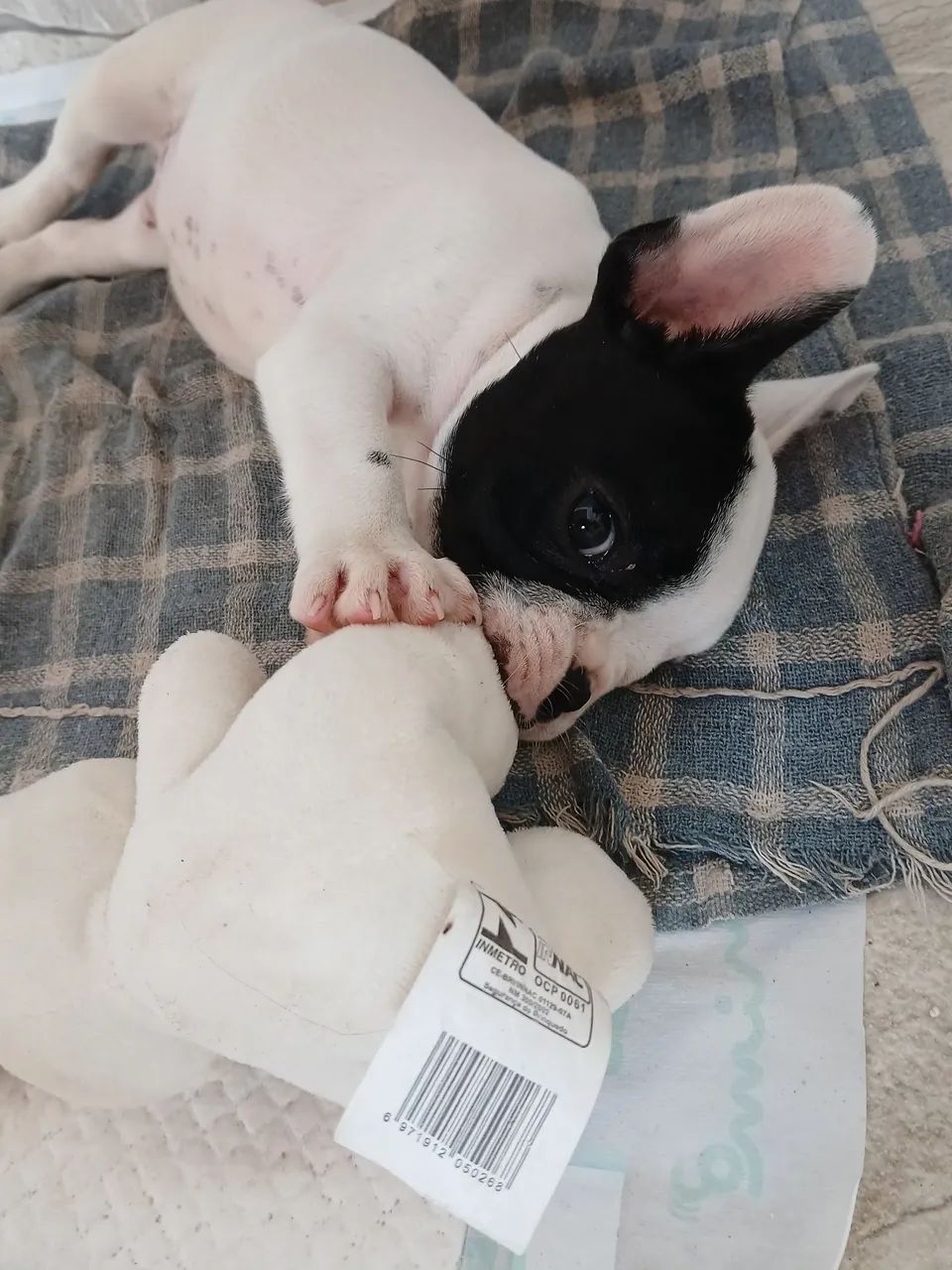 Buldog francês 46 dias(macho) - Foto 3