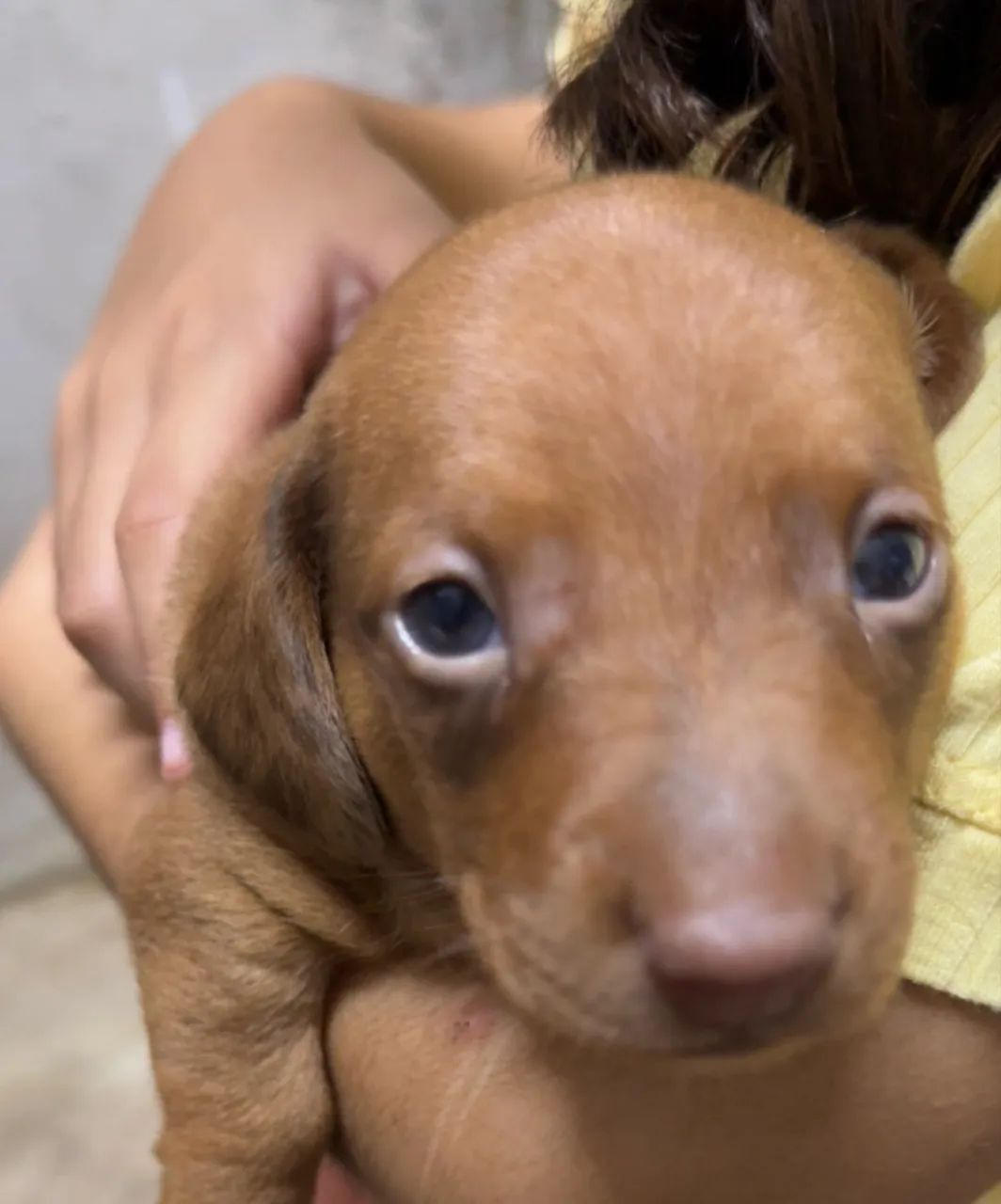 Vendo cachorro macho raça Dachshund  - Foto 5