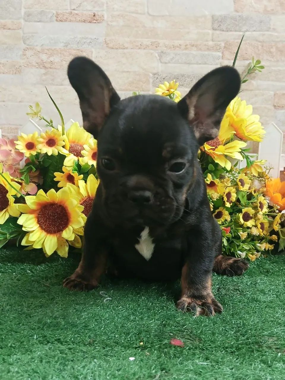 Bulldog Francês  - Foto 5