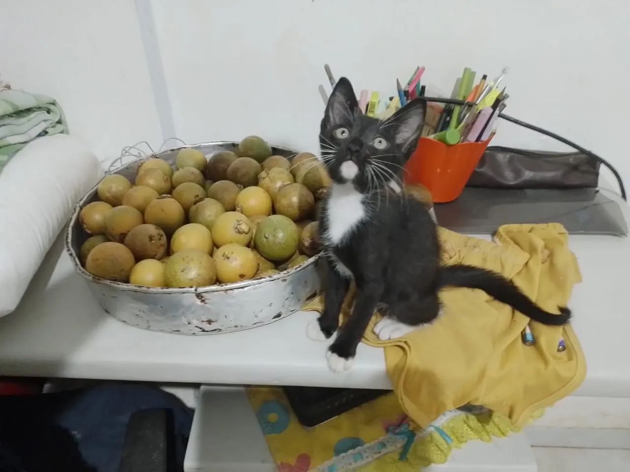 Gatinho macho - Foto 2