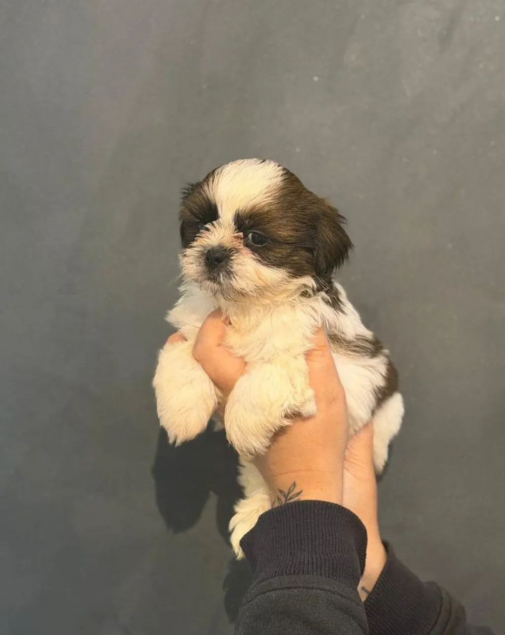 Shitzu machinho