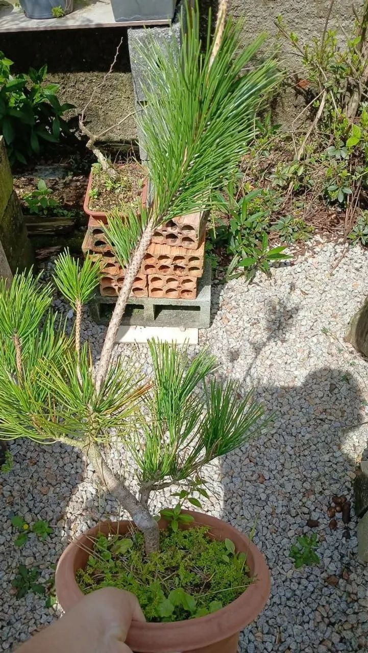 Bonsai - Foto 2