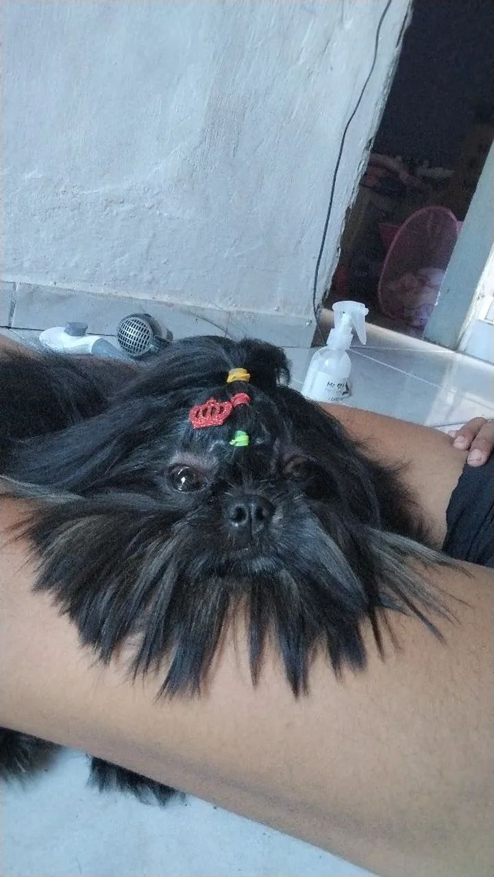 Shitzu macho filhote  - Foto 2