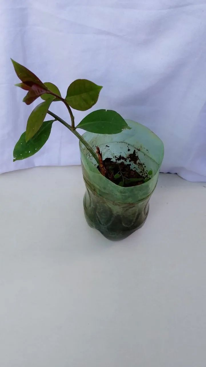 Muda de ora pronobis