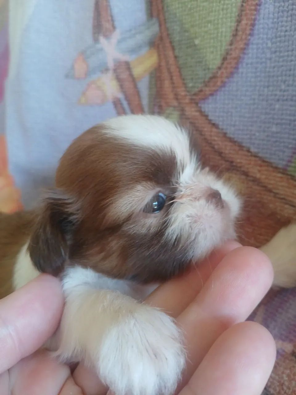 Vendo Shitzu FEMEAS - Foto 3