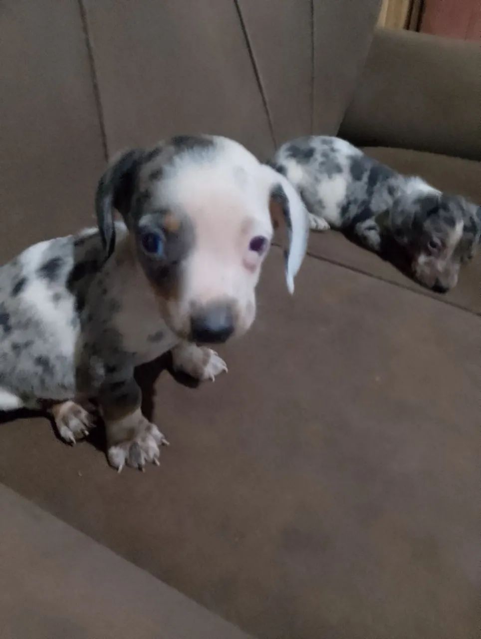 Dachshund Salsicha Macho