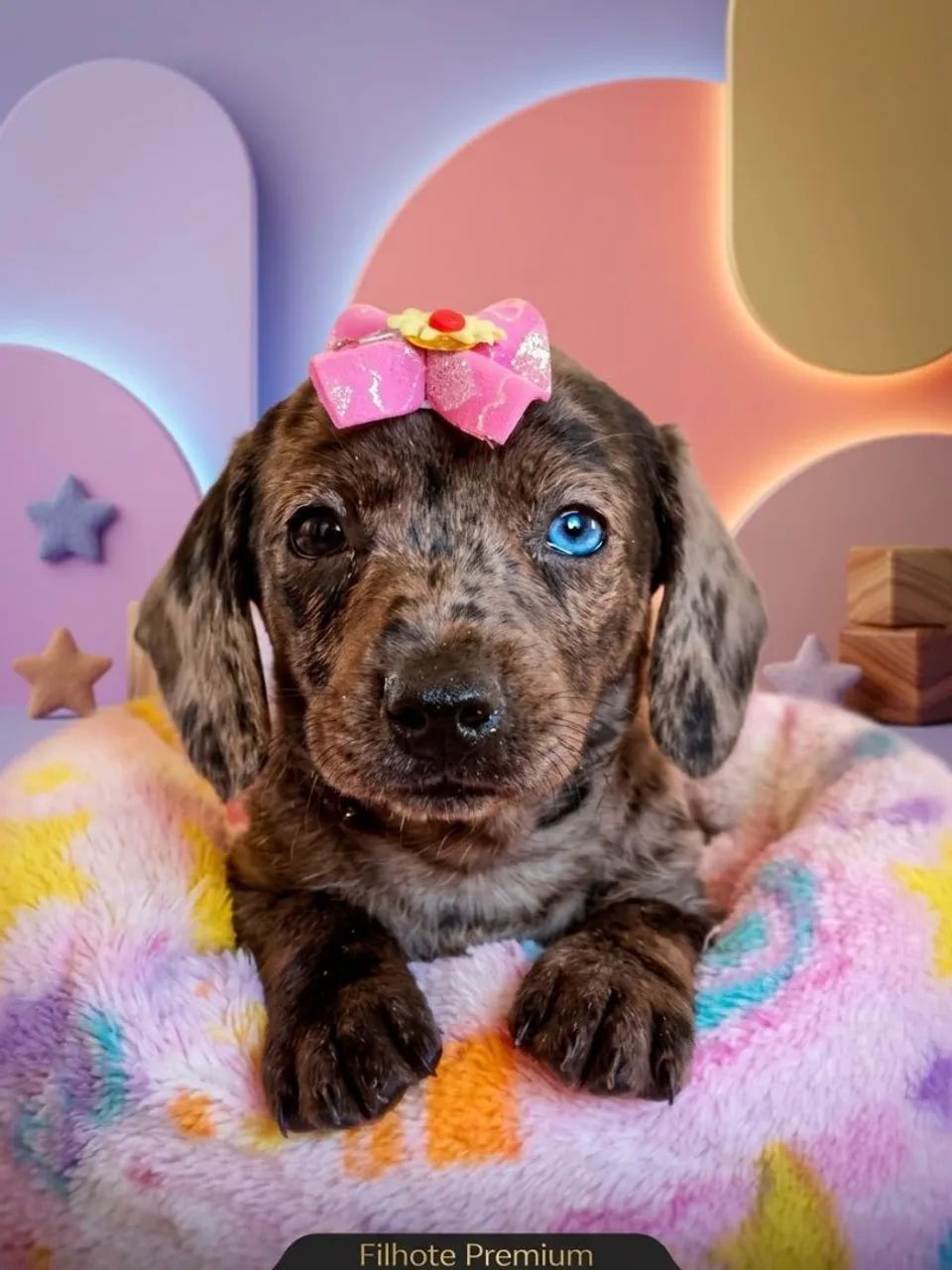 Basset Arlequim 