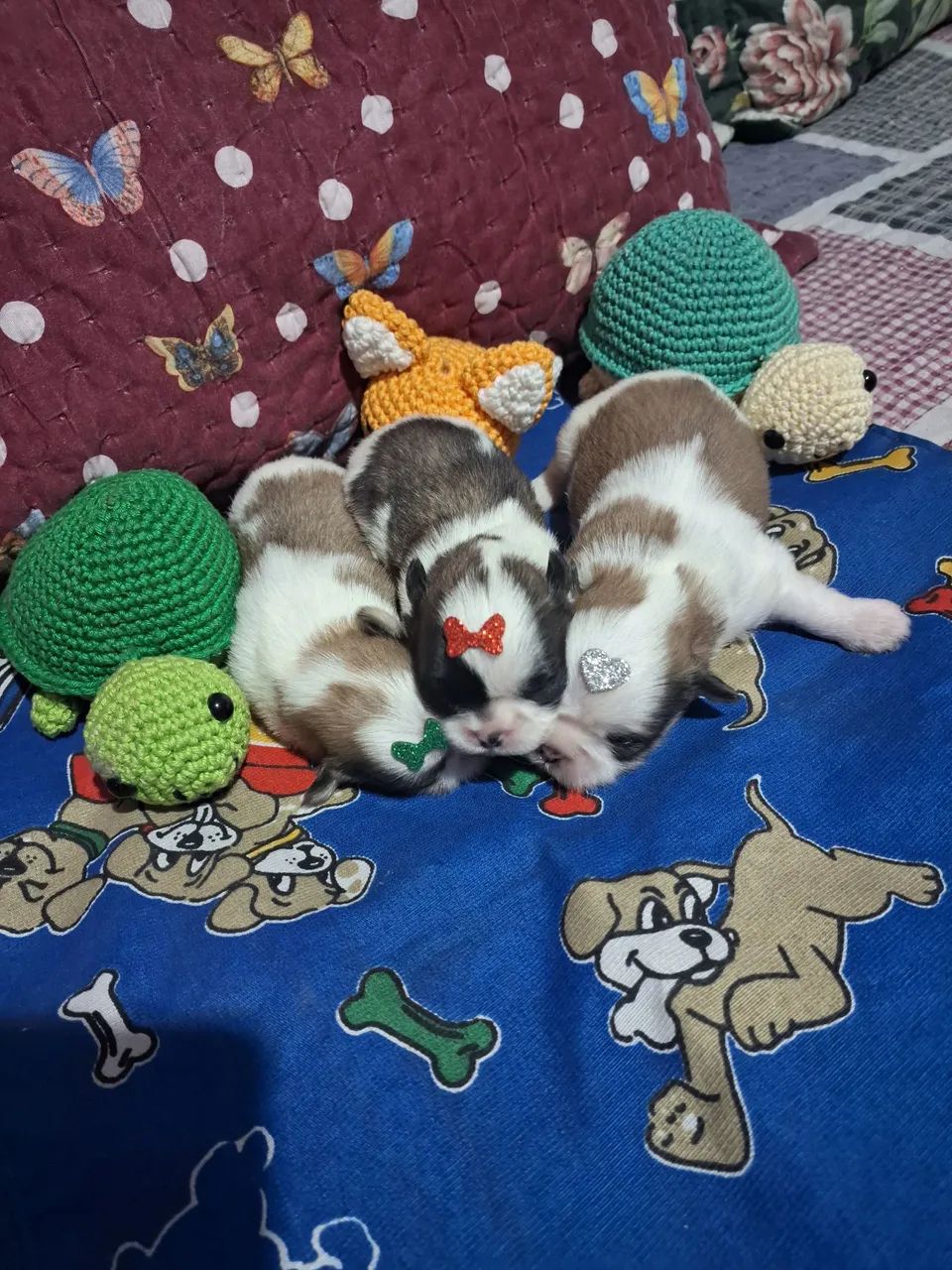 Anúncio de vendas de cachorrinhos 