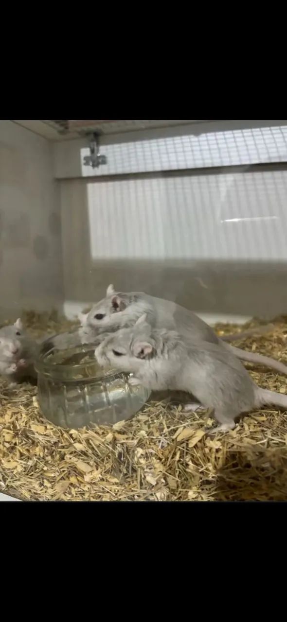 Esquilo-da-mongólia (gerbil)