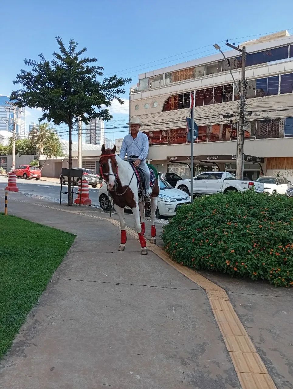 Cavalo Paint horse - Foto 2