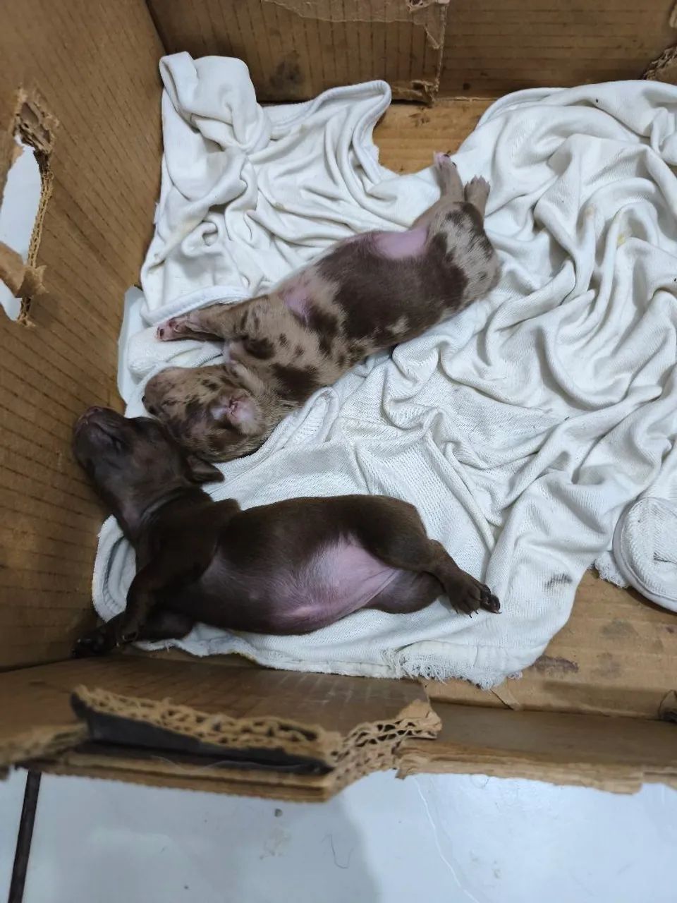 Filhotes de pinscher exóticos 