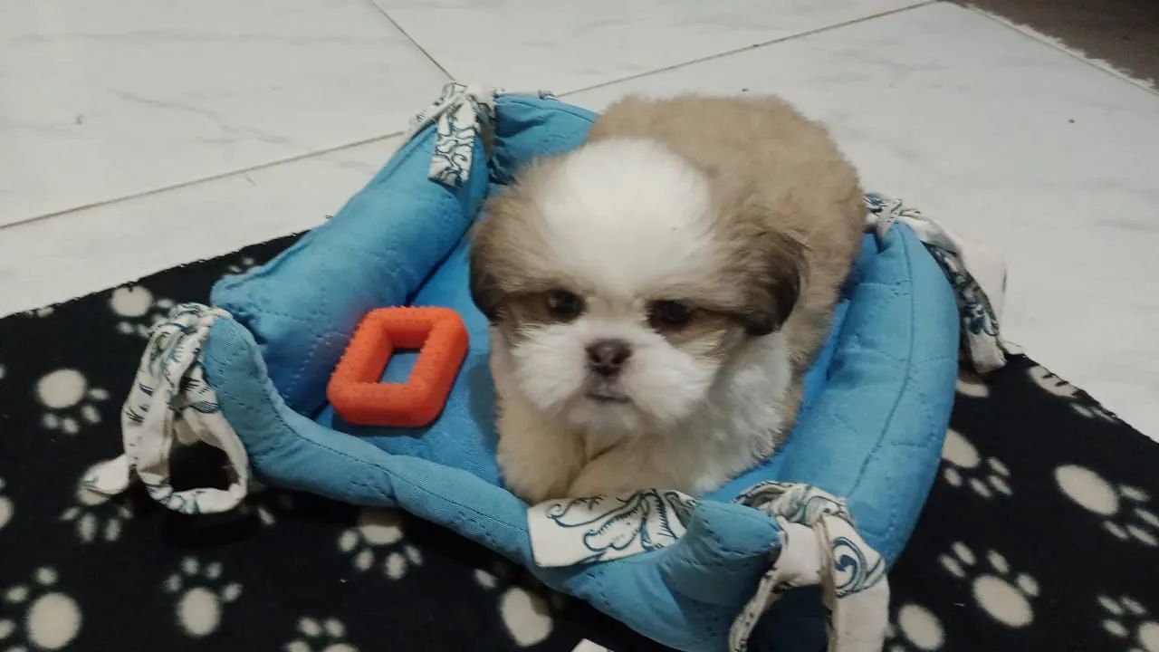 Vendo se 