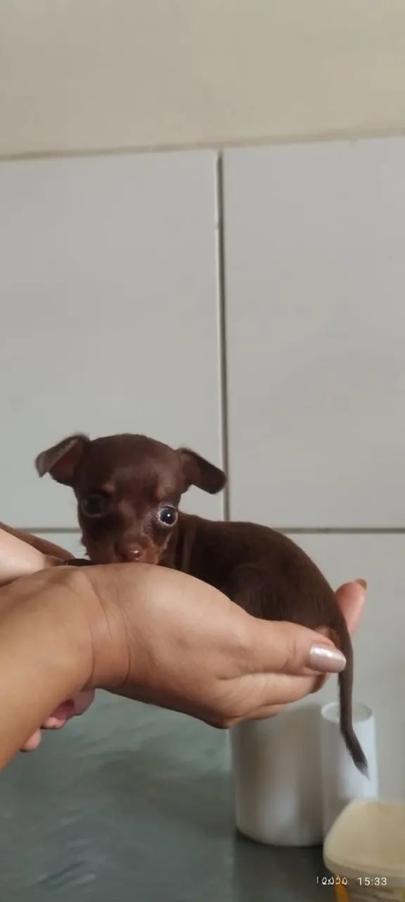 Pinscher 0 miniaturas 