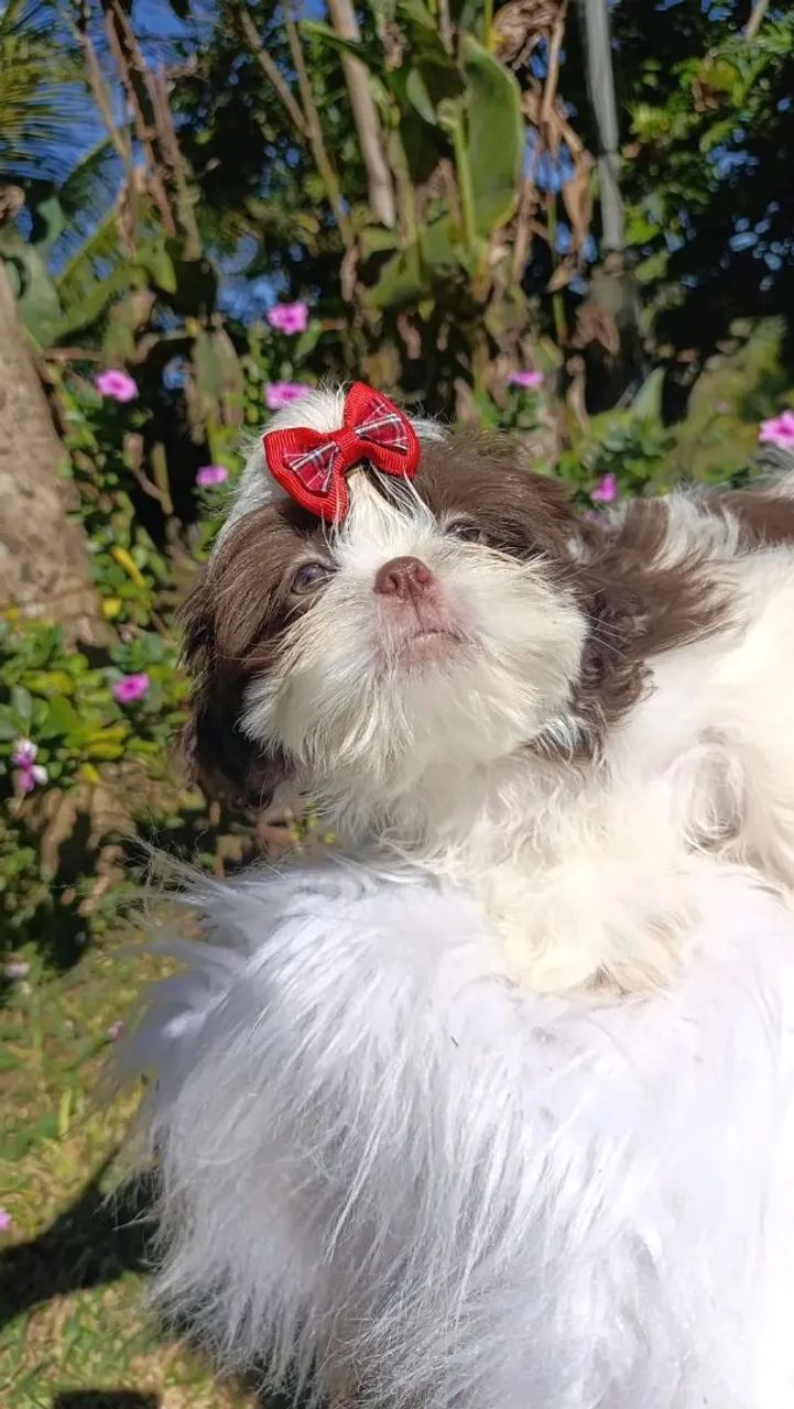 Shihtzu  - Foto 2