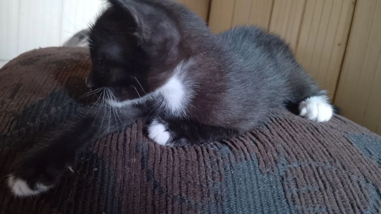 Doação de gatinho - Foto 4