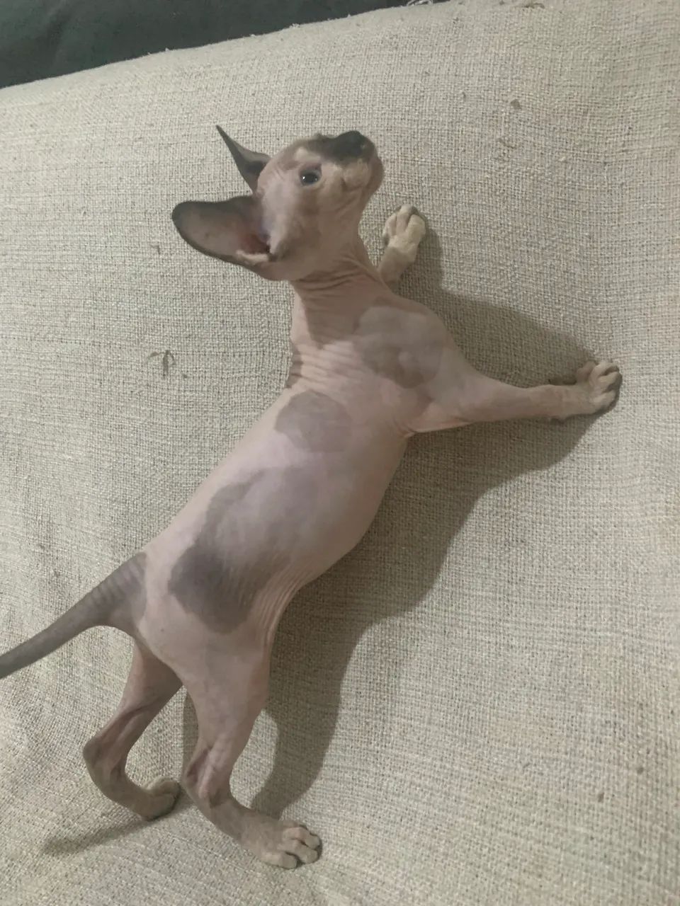 Fêmea sphynx  - Foto 4