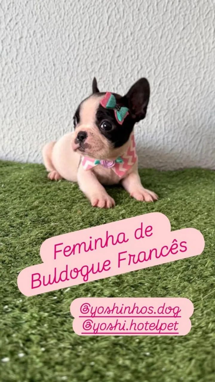 Buldogue Francês machinho e fêmea de pronta entrega