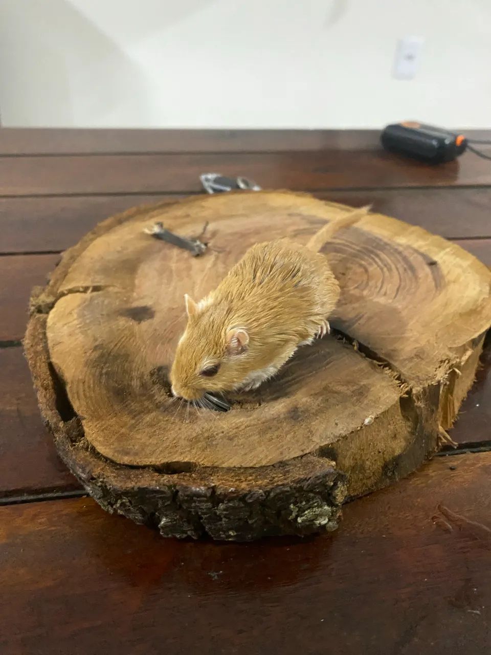 Esquilos da Mongólia(Gerbil)