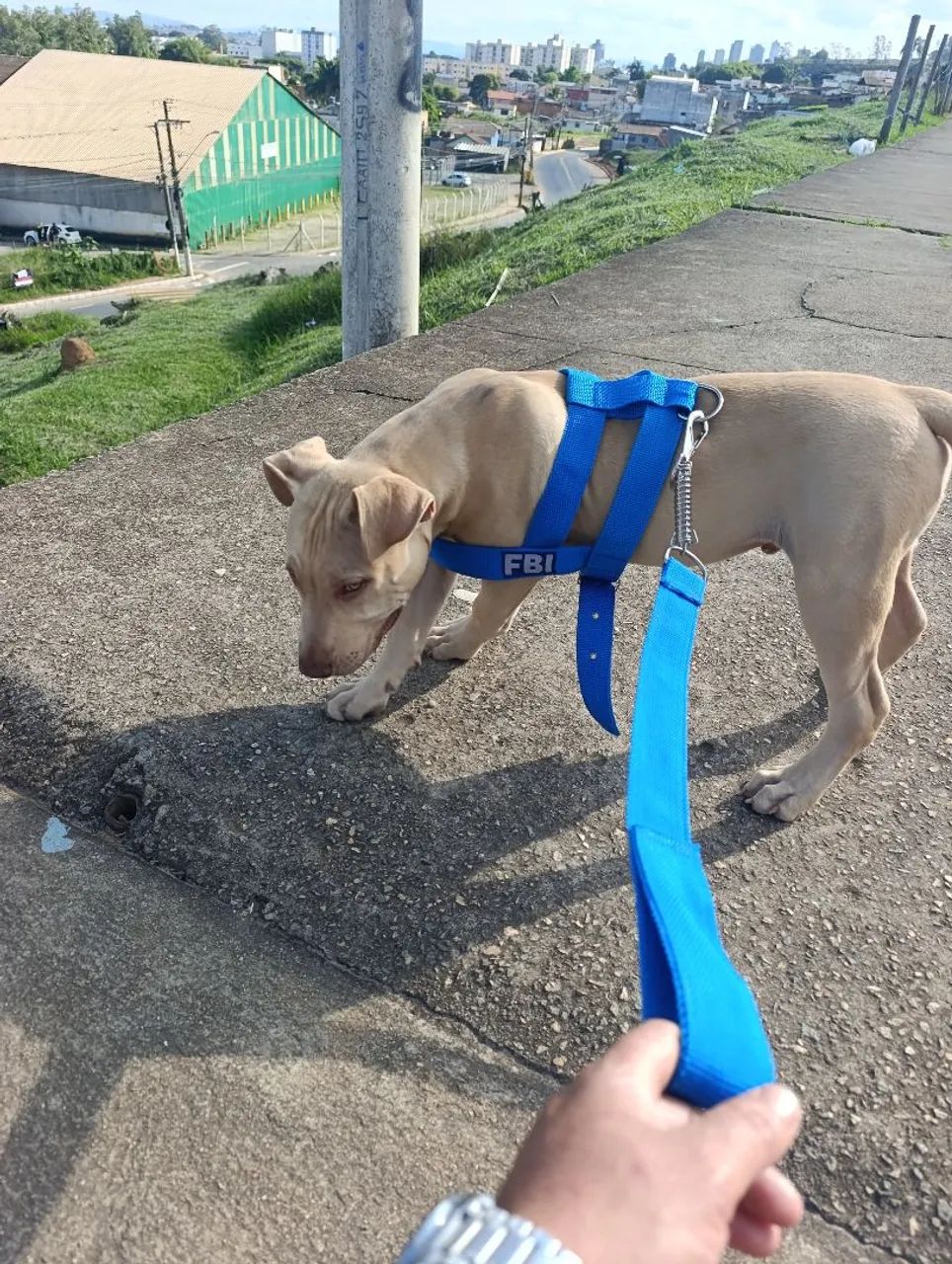 Pitbul - Foto 2
