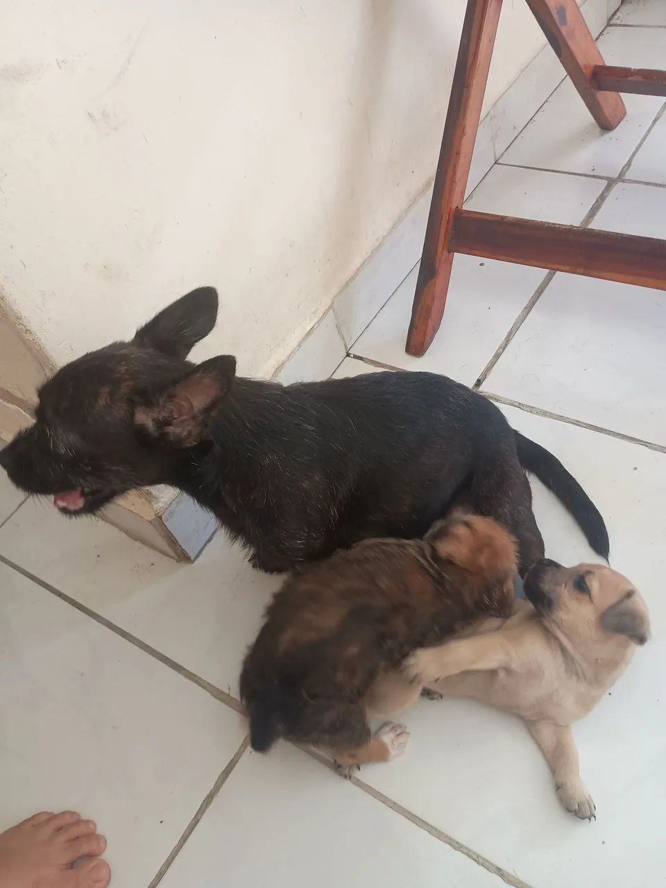 Adoção cachorrinho - Foto 2