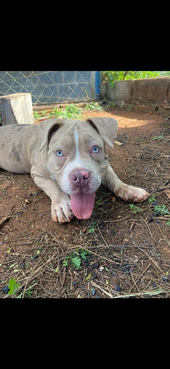 American Bully Pocket 5 meses - Foto 2