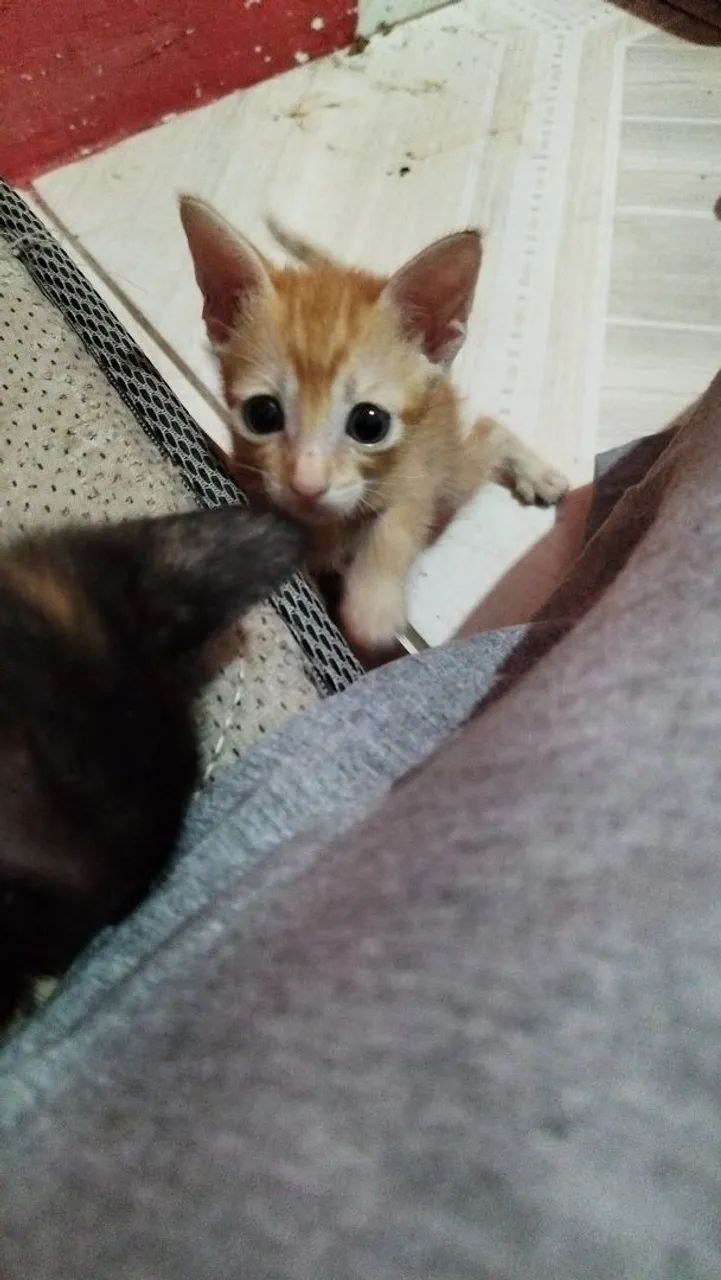 Gatinhos - Foto 4