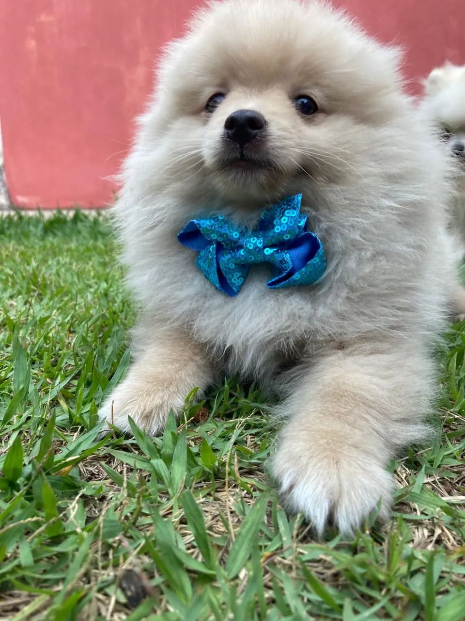 Spitz Alemão Lulu 