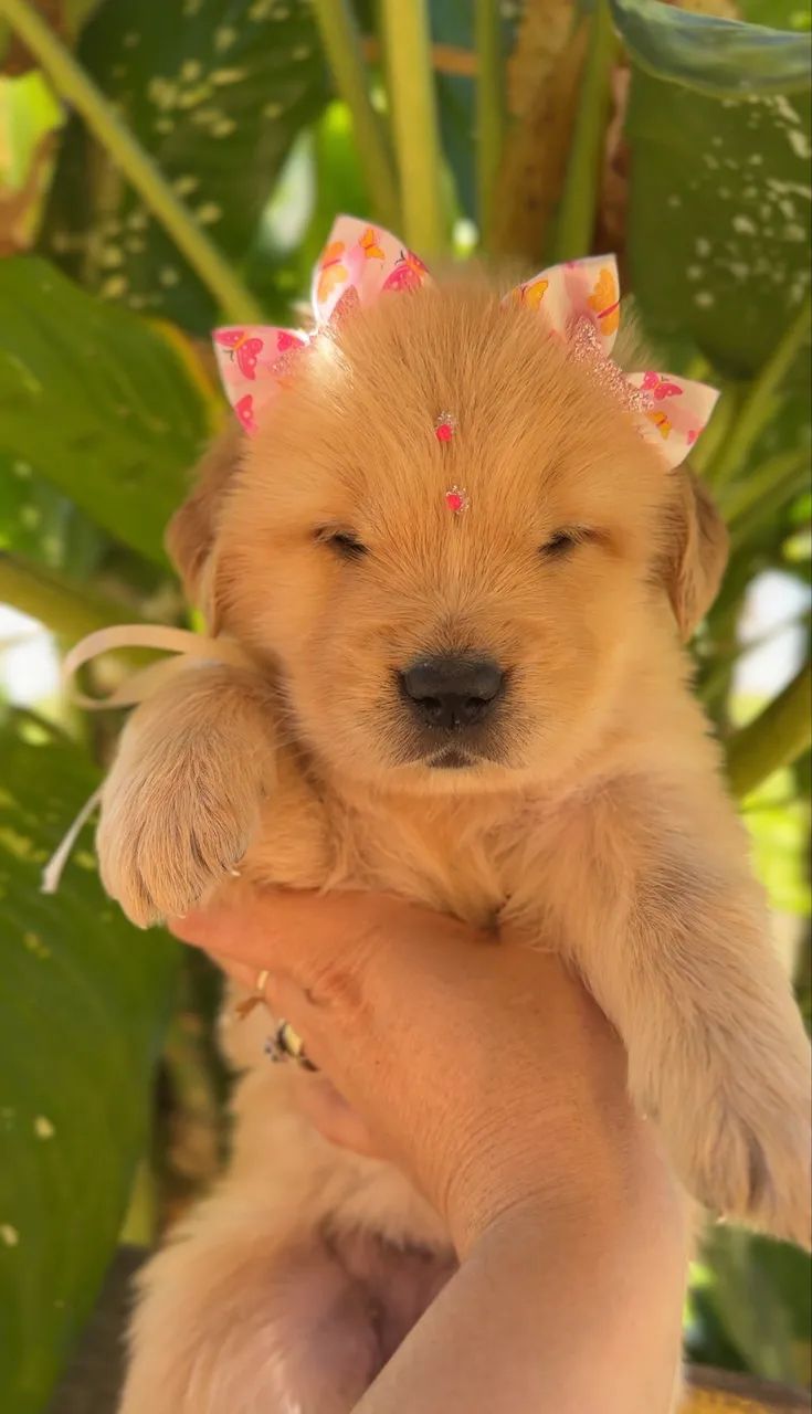 Golden Retriever  - Foto 4