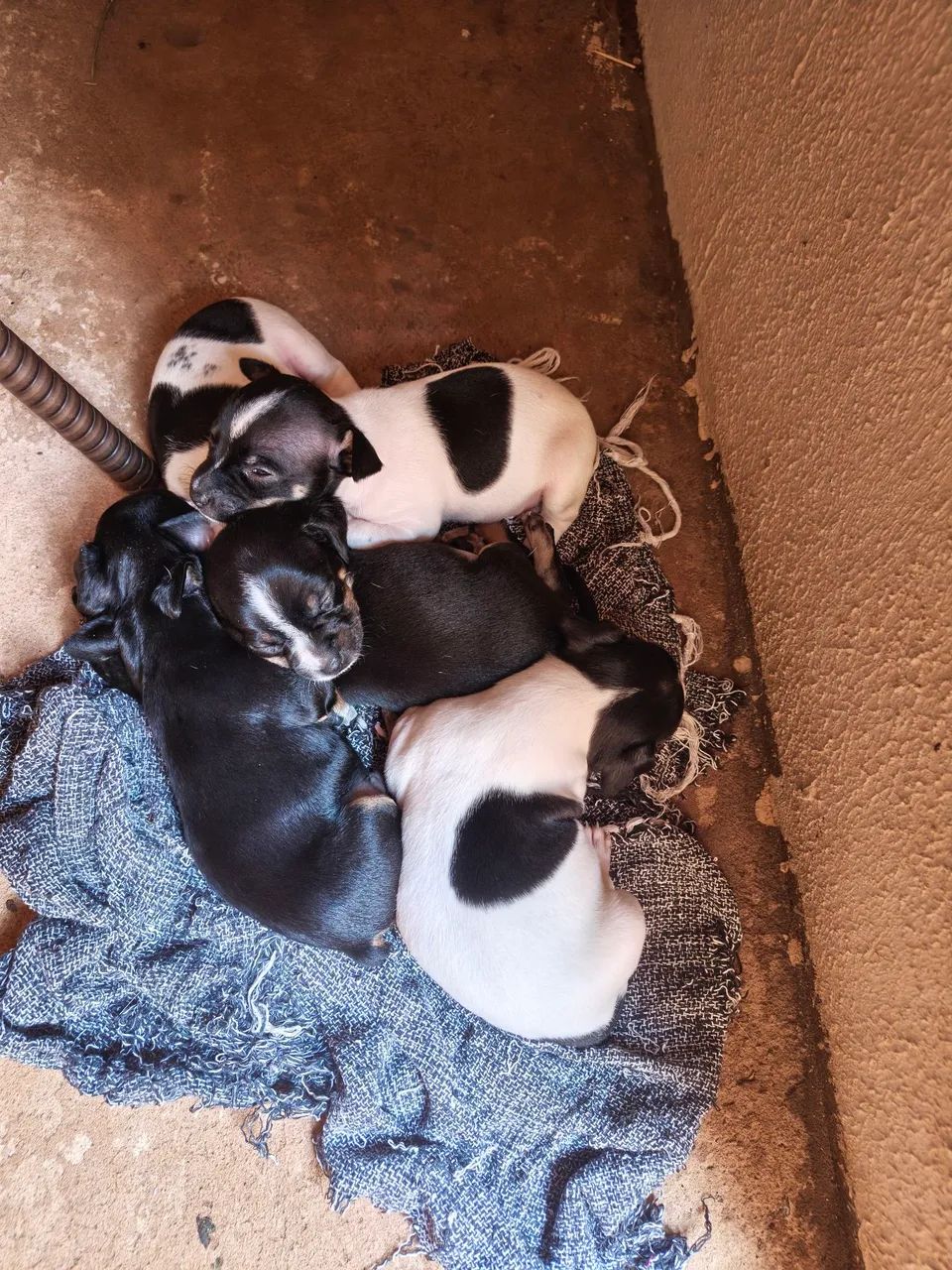 Venda de pinscher valor 350.00 os dois acima são pai e a mãe  - Foto 3