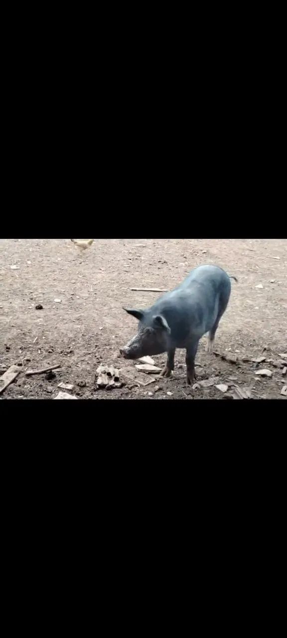 Porco 