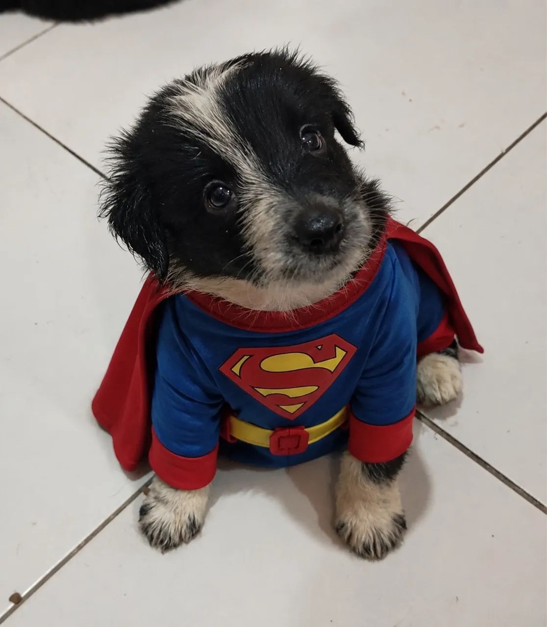 Filhotes de Border collie  - Foto 4