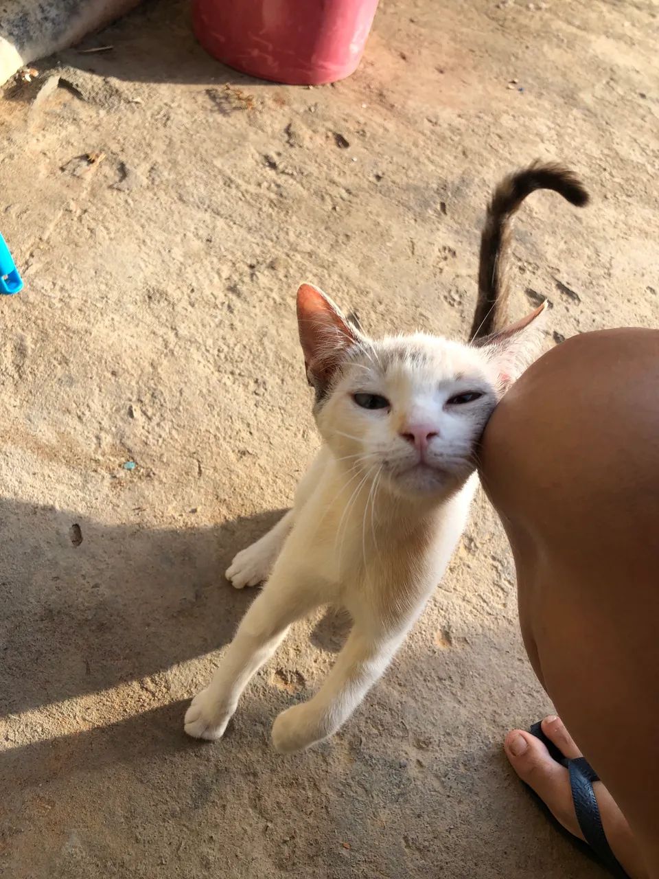 Gata para adoção  - Foto 2