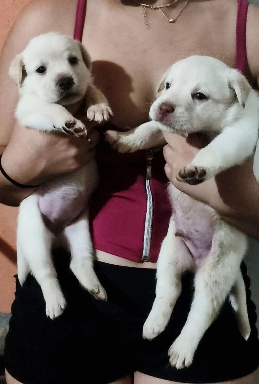 Labrador retriver  - Foto 3