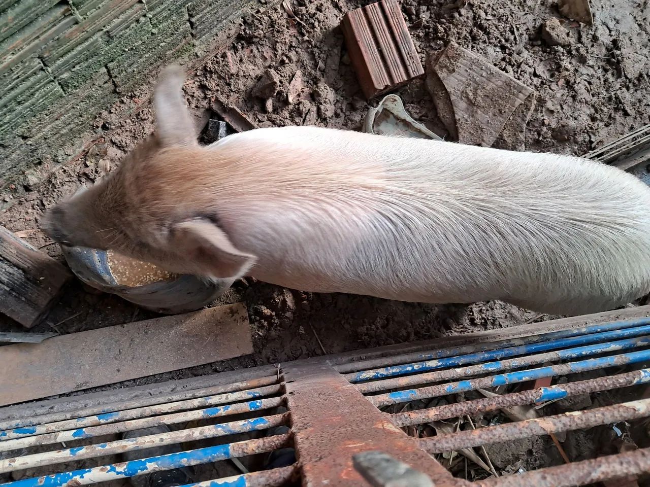 Porco capão cerca de 45 kg ou mais  - Foto 2