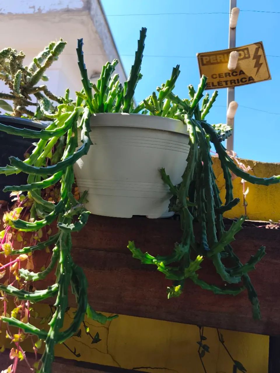 Cacto flor de dragão  - Foto 2
