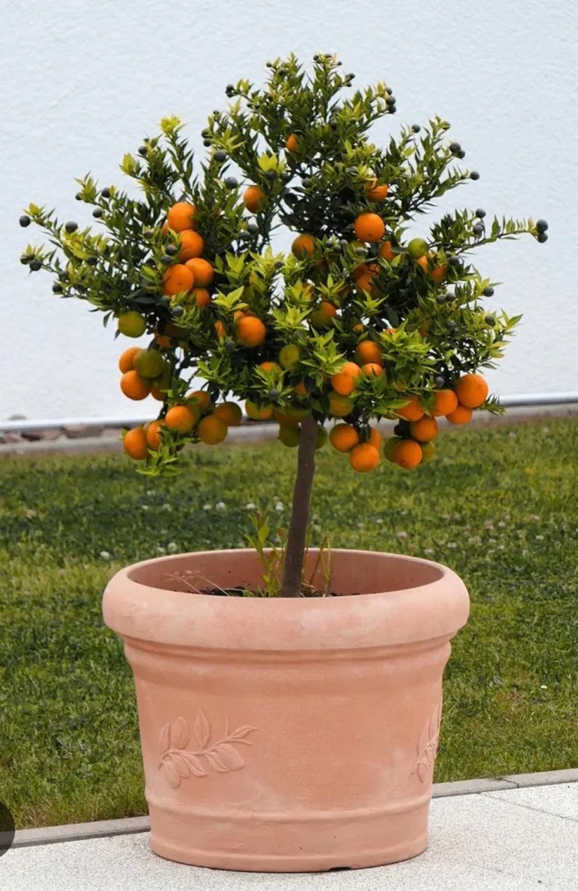 Mudas Frutíferas e ornamentais  - Foto 4