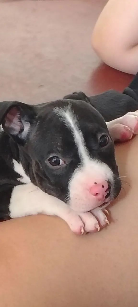 Filhotes de American Bully  - Foto 3