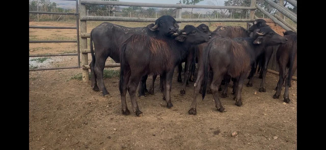 Bezerras Búfalas 