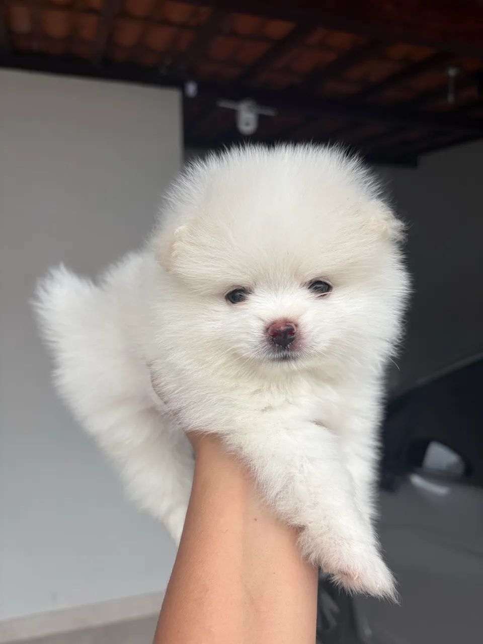 Spitz Alemão  - Foto 4