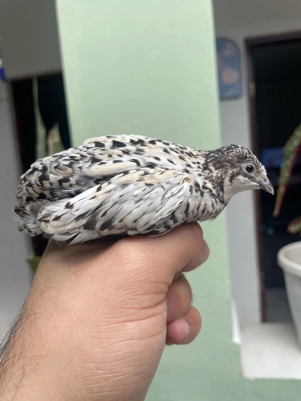 Codorna chinesa  - Foto 2