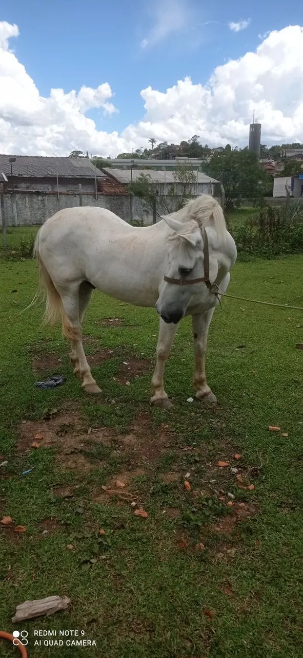 Cavalo Percheron. - Foto 2