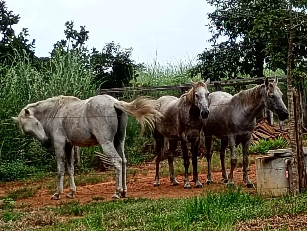 Cavalo, égua e potra 3 pelo valor de 1  - Foto 4