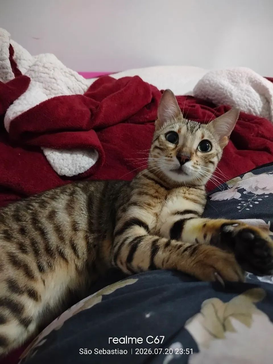 Gato Bengal  - Foto 4