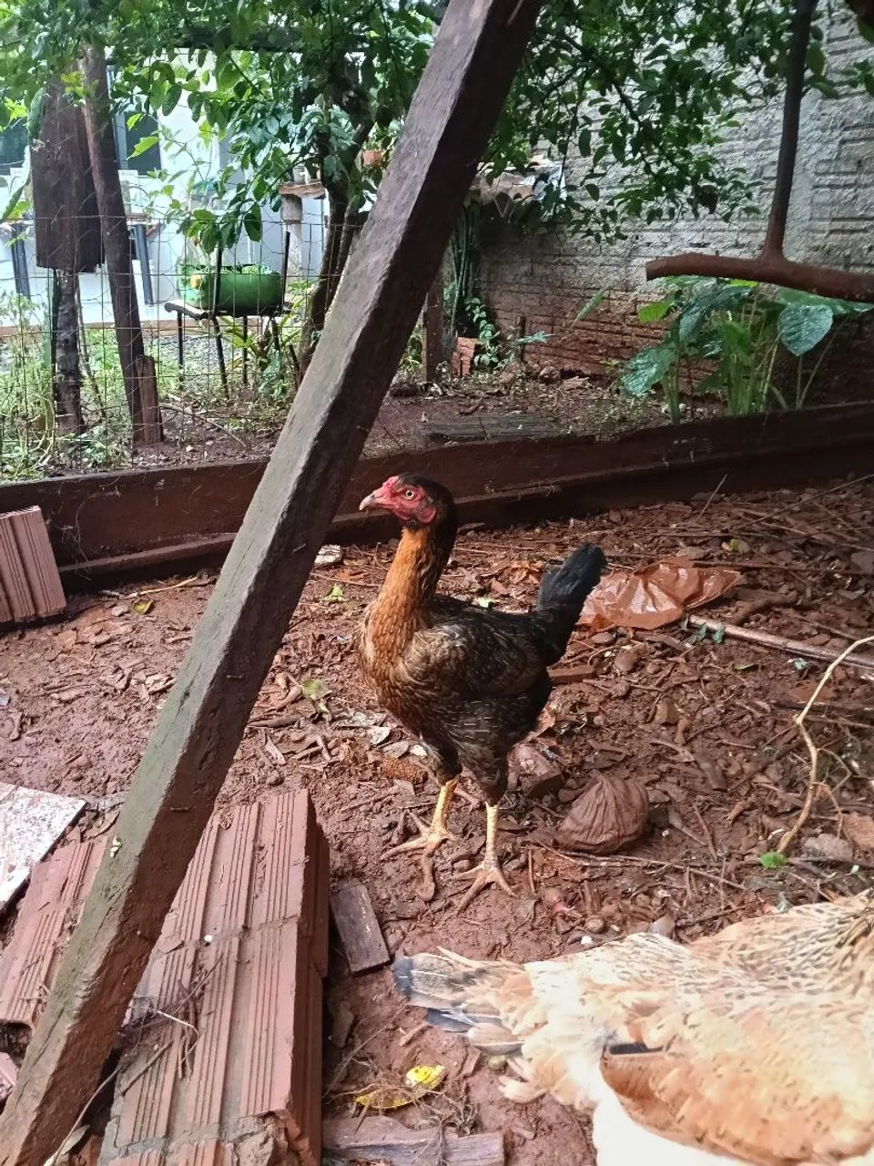 Galinha caipira  - Foto 3