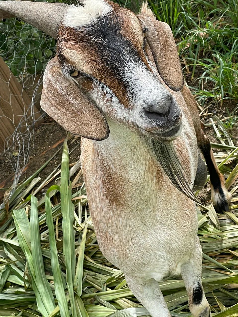 Vendo 4 cabras fêmea e uma carneira  - Foto 2