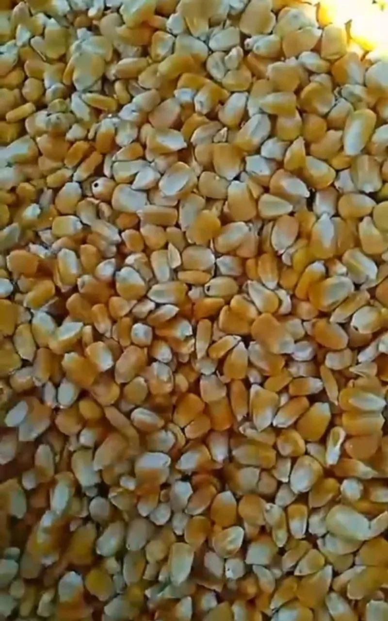 Milho,Quirela de milho moído, Farelo de Soja direto da fazenda sem atravessadores - Foto 6