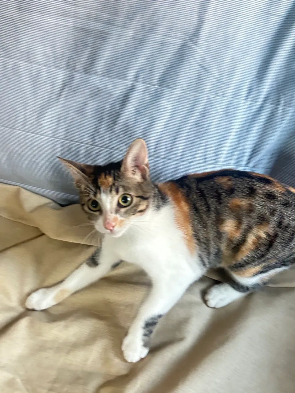 Gatinha para doação  - Foto 4