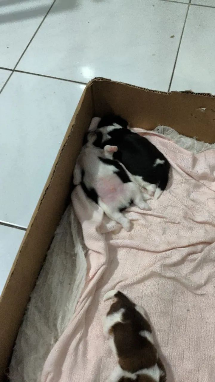 Cachorro Shitzu macho e fêmea 